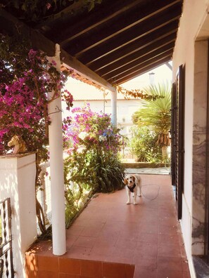 A covered outdoor area with a dog, plants, and a white column.
