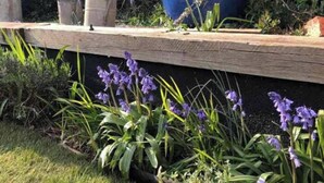 Ein Garten mit einer Holzbank, einem großen blauen Blumentopf und Metallgießkannen.