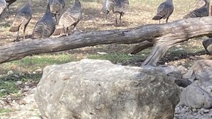 Un grupo de pavos caminando sobre un terreno rocoso con un árbol caído y rocas grandes.
