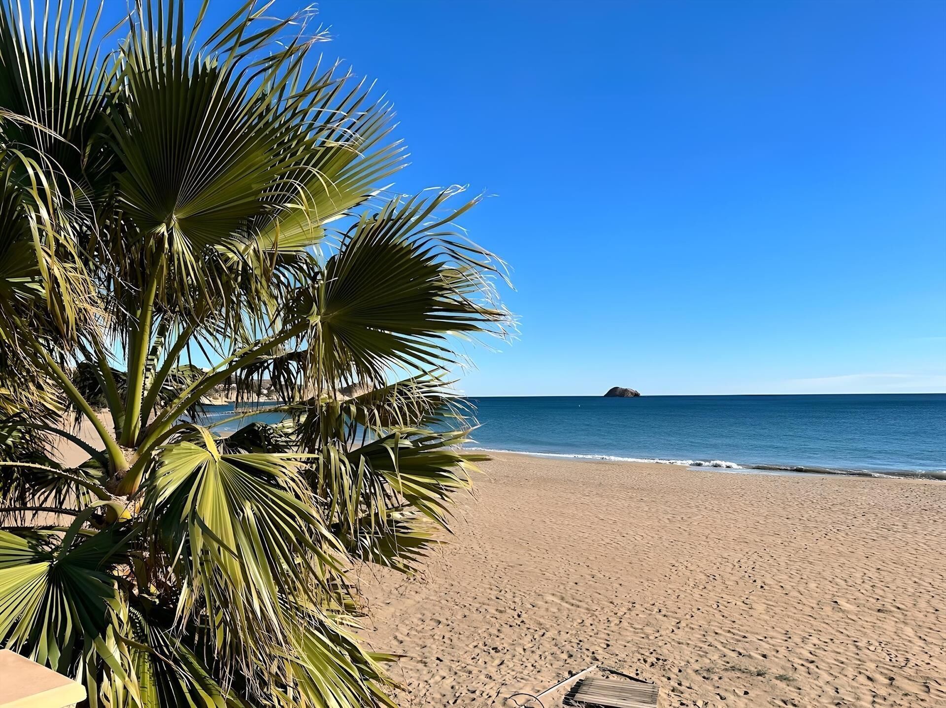 Une plage bordée de palmiers, offrant une vue dégagée sur l’océan.
