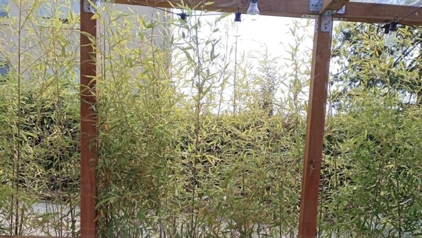 A conservatory with bamboo plants, wooden beams, and hanging light bulbs. - Studio L'with terrace (Oyonnax)