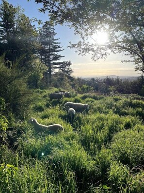 Miscellaneous - To complete (Satillieu)