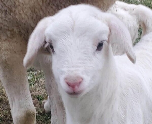 A close-up of a white goat with a pink nose. - La Granja — gîte for 10 with a Nordic bath, Ardèche (Satillieu)