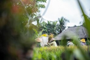 Entorno rural con una construcción de techo de paja y abundante vegetación.