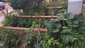 Un jardín con plantas trepadoras y una estructura de madera enrejada.