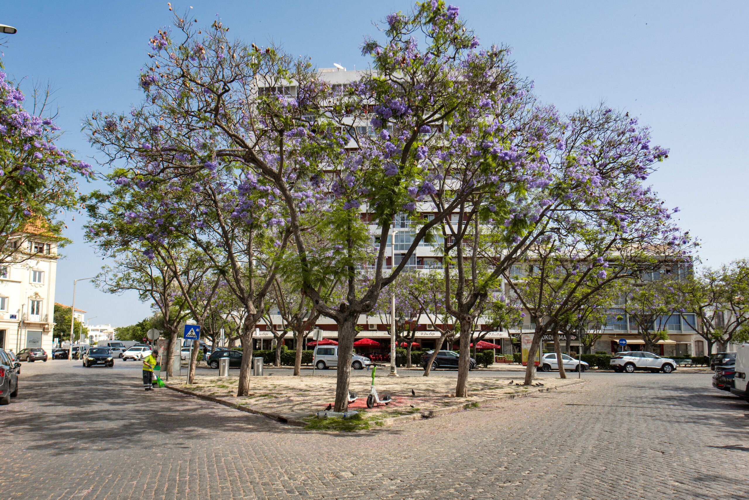 A paved street lined with trees bearing purple flowers, parked cars, and buildings in the background.