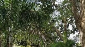 Un espacio al aire libre con suelo de losas de piedra, rodeado de plantas y árboles.