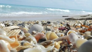 A beach with numerous seashells scattered across the sand. - Beach Front Condo with Breathtaking Views (Jensen Beach)