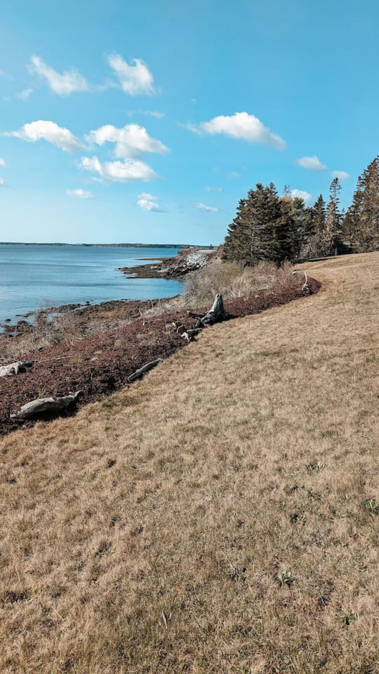 A coastal landscape with a grassy area, a rocky shoreline, and a line of trees.