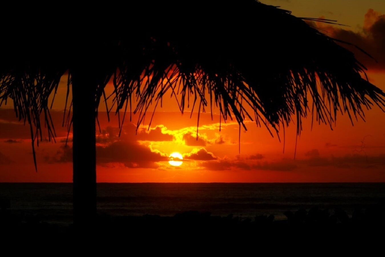 A sunset over the ocean with a palm tree silhouette.
