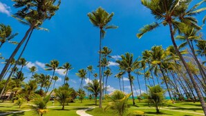 A pathway surrounded by tall palm trees under a clear blue sky. - Pousada Xalés de Maracaípe (Ipojuca)