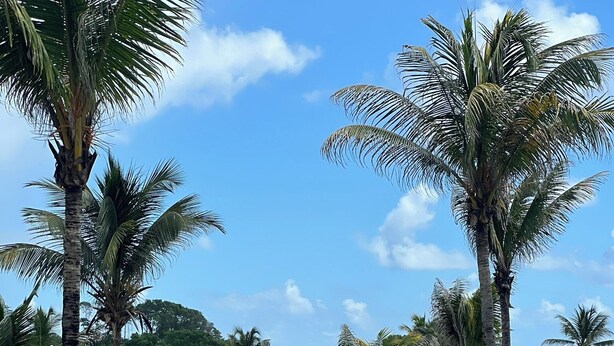 A beach resort with palm trees, a pool, and beach chairs. - Ty paradis (Saint-François)