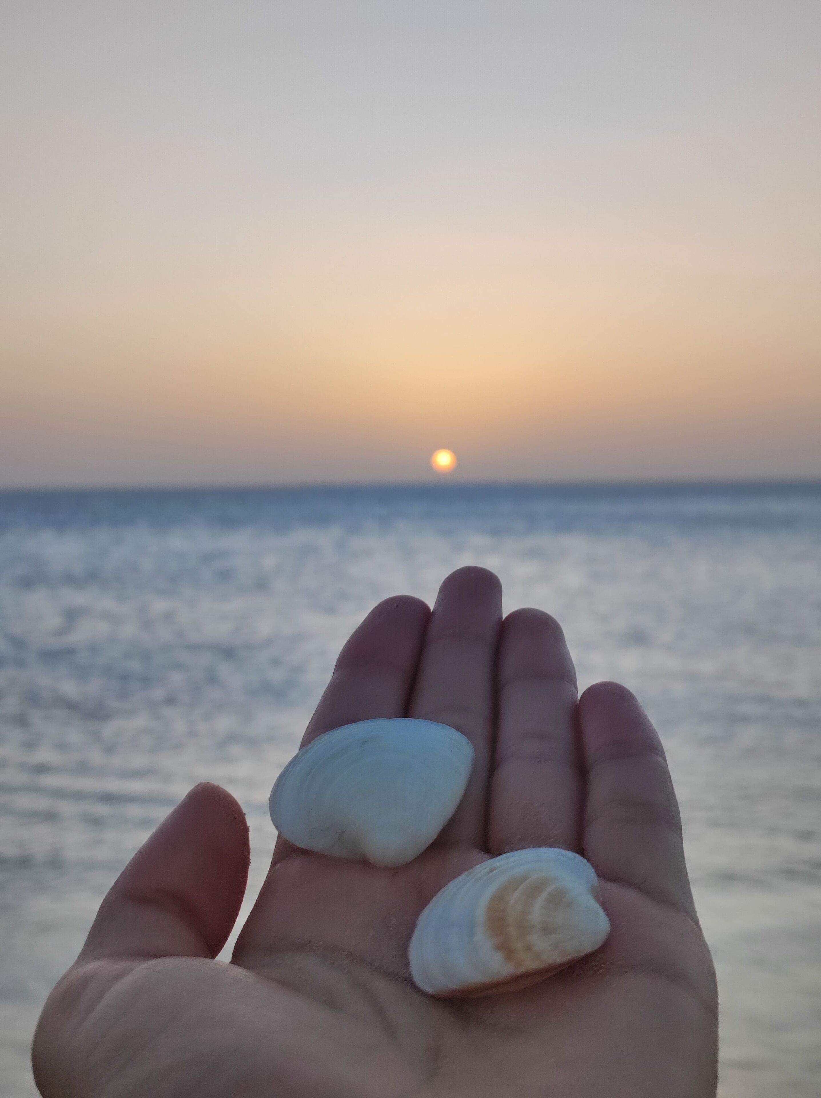 A hand holding three seashells against a sunset over the ocean.