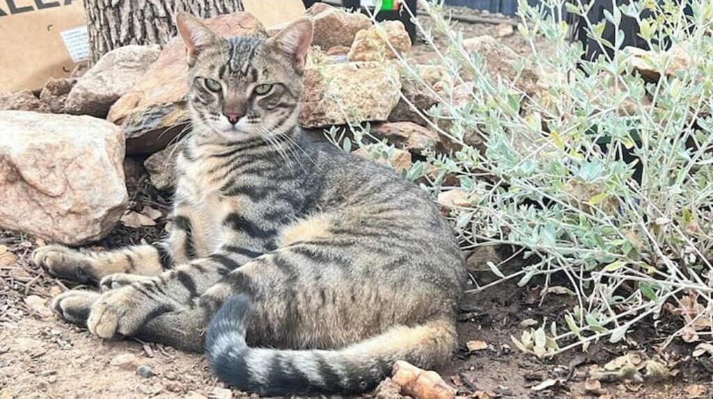 Un chat tigré est assis par terre, avec des rochers et une végétation clairsemée en arrière-plan.
