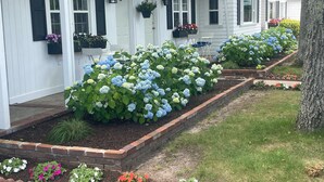 A row of white houses with black shutters, numbered doors, and flower beds with hydrangeas. - Cape Cod Motor Inn (South Yarmouth)