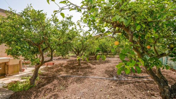 An orchard with mature trees bearing fruit, a hose for irrigation, and a stone bench. - 2 bedroom pet friendly home in Comiso (Comiso)