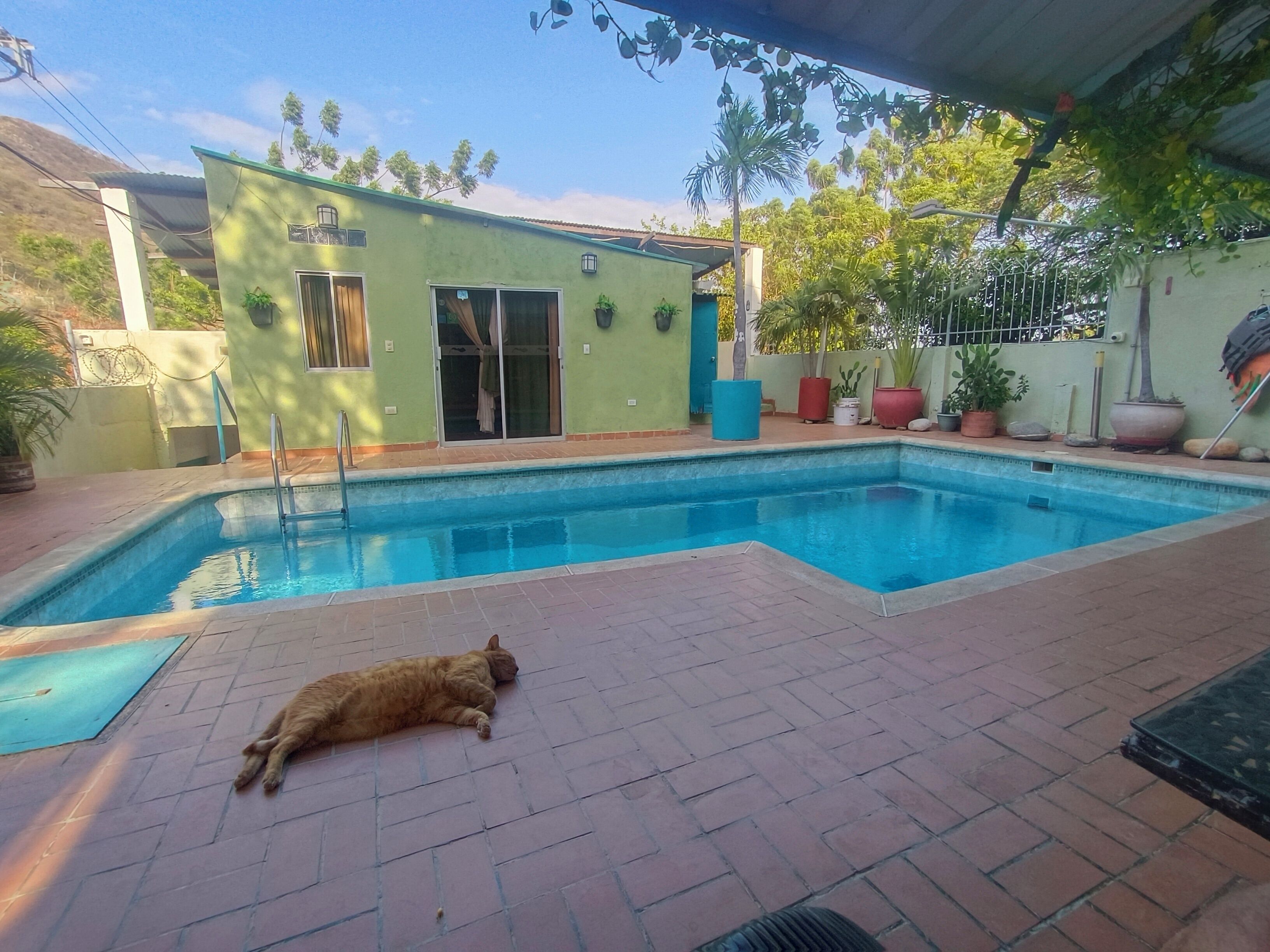 A swimming pool with a tiled deck, a green building with a door and windows, and a cat lying on the deck.