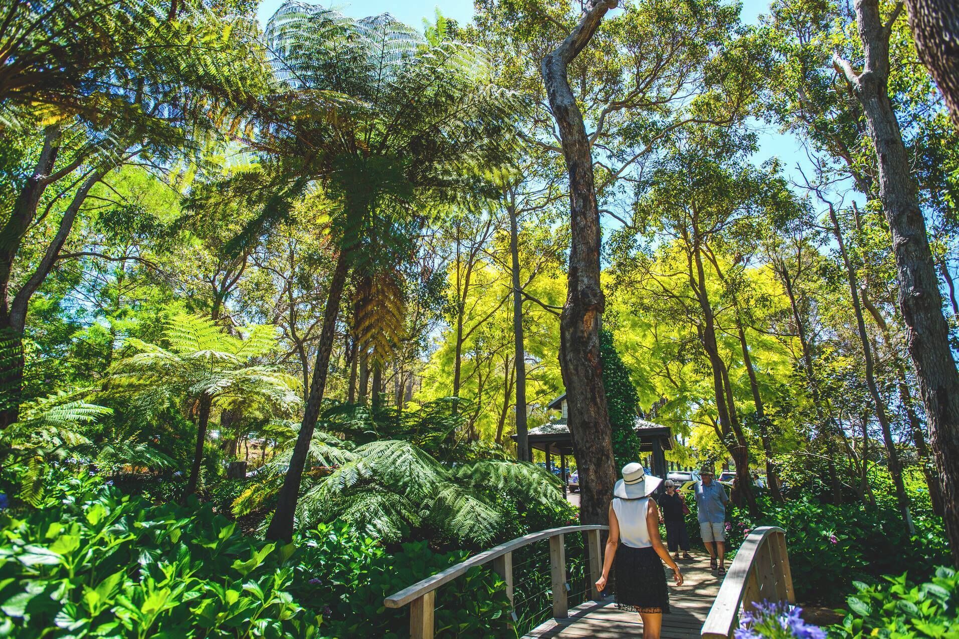 A wooden boardwalk through a dense forest with ferns and trees.