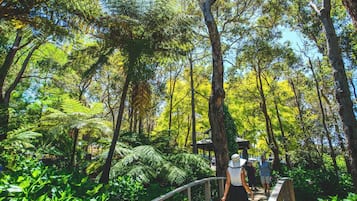 A wooden boardwalk through a dense forest with ferns and trees.