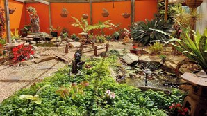 A greenhouse with a variety of plants, a small pond, and a wooden bridge. - Wellbeing Courtyard Beachside Retreat (Port Noarlunga South)