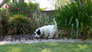 Property grounds - Pet friendly accommodation in the Barossa (Greenock)