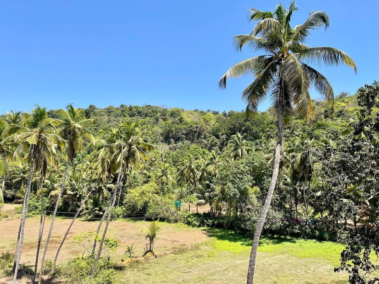 Un paysage tropical avec des palmiers et une végétation luxuriante.