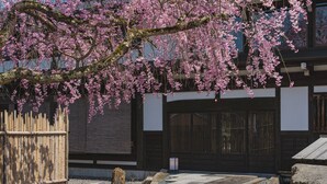 Un bâtiment japonais traditionnel, avec une façade en bois, un chemin de pierre et un cerisier en pleine floraison.