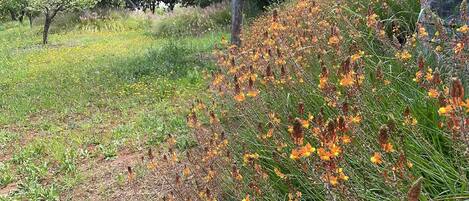 House | View from property