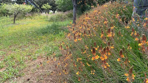 View from property - Country House Silves Private Pool Nature (Silves)