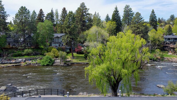 Une rivière avec un saule pleureur au premier plan, entourée de maisons et d’une forêt dense.
