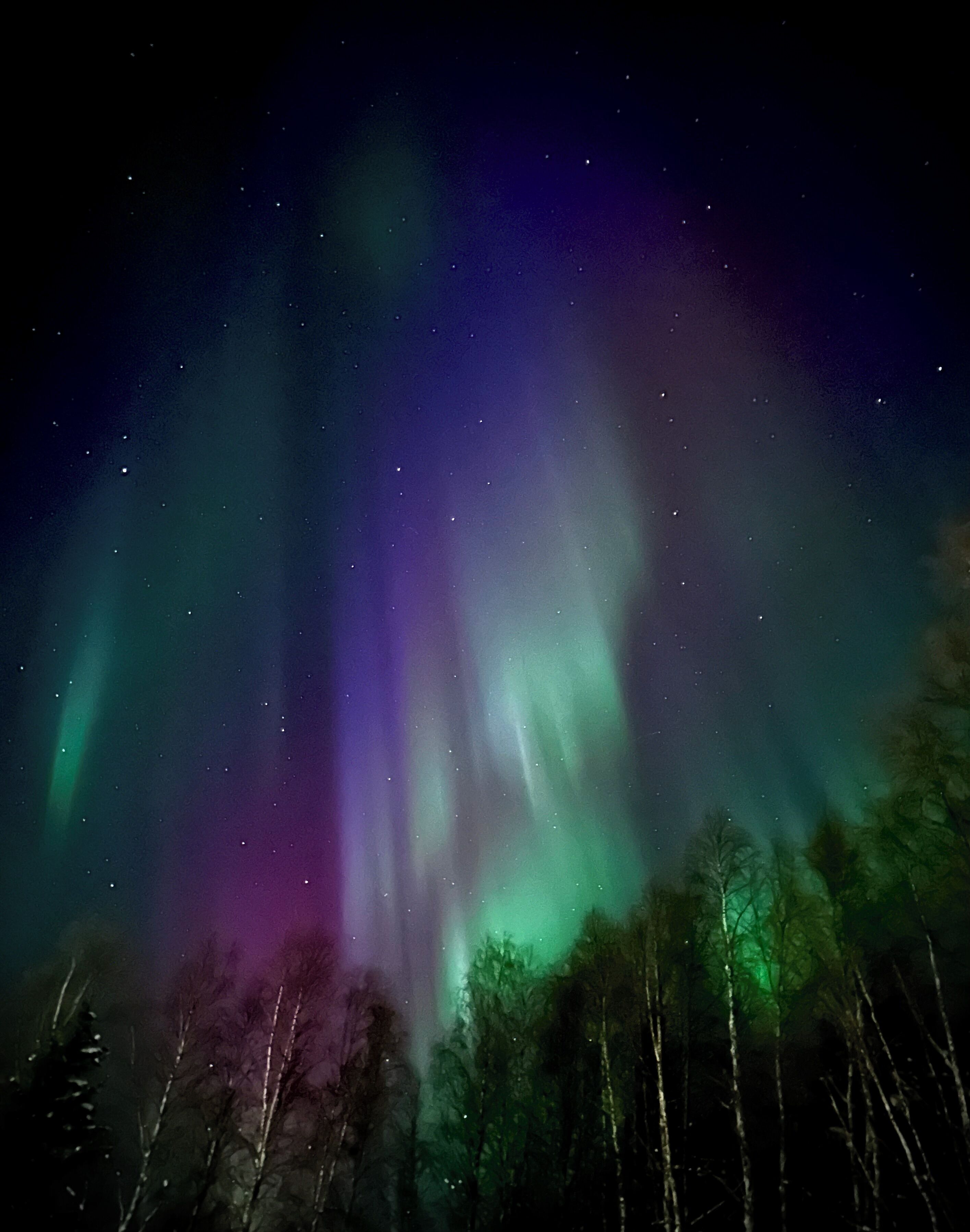 Cielo nocturno con auroras boreales sobre un bosque.