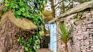 Un tronc d’arbre recouvert de lierre, un mur de pierre et une structure en bois, le tout dans un cadre de jardin.