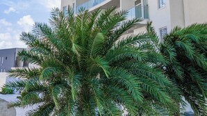 Ein modernes, mehrgeschossiges Gebäude mit Balkonen, großen Fenstern und einer Palme im Vordergrund.
