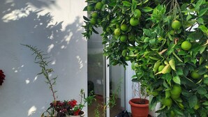 Ein Topfpflanze mit grünen Blättern und einer gelben Frucht, die an einem Baum hängt.