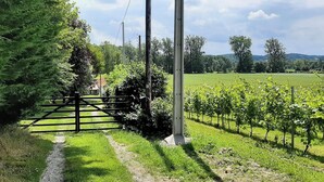 A vineyard with rows of grapevines, a wooden fence, and a path leading through the greenery. - Le Clos Saint Martin, charming gîte - 14 pers- Chic countryside 35mn from the sea (Cavron Saint Martin)