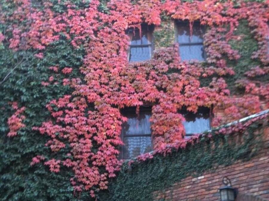 A building with brick walls and windows covered in red flowering vines.