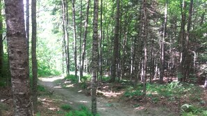 A forested area with a dirt path, surrounded by trees and ferns. -  White Mountain riverside Treehouse (Warren)