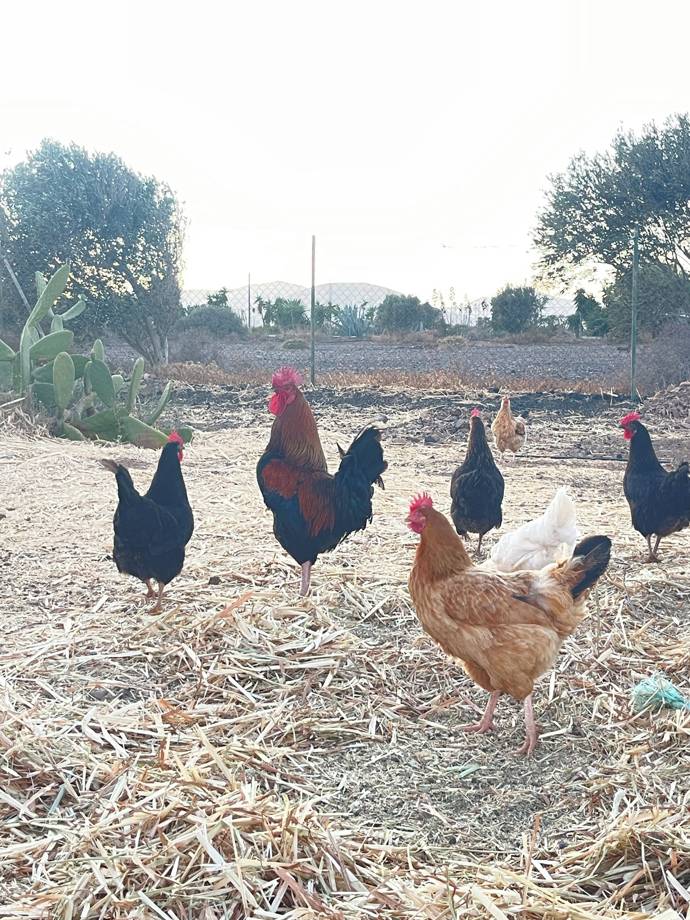 A group of chickens in a dry, straw-covered area with sparse vegetation and a wire fence in the background.