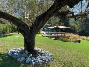 A tree with a circular stone border, a grassy area, and a pool in the background.