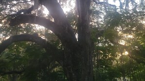 A large tree with sprawling branches and hanging moss.