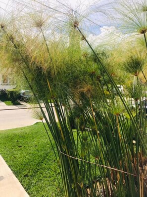 Um jardim com plantas altas e esguias e um caminho pavimentado.