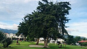 Uma área gramada bem cuidada com uma grande árvore, bancos e um edifício ao fundo.