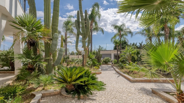 A paved pathway surrounded by cacti and palm trees, leading to a building with a white facade.