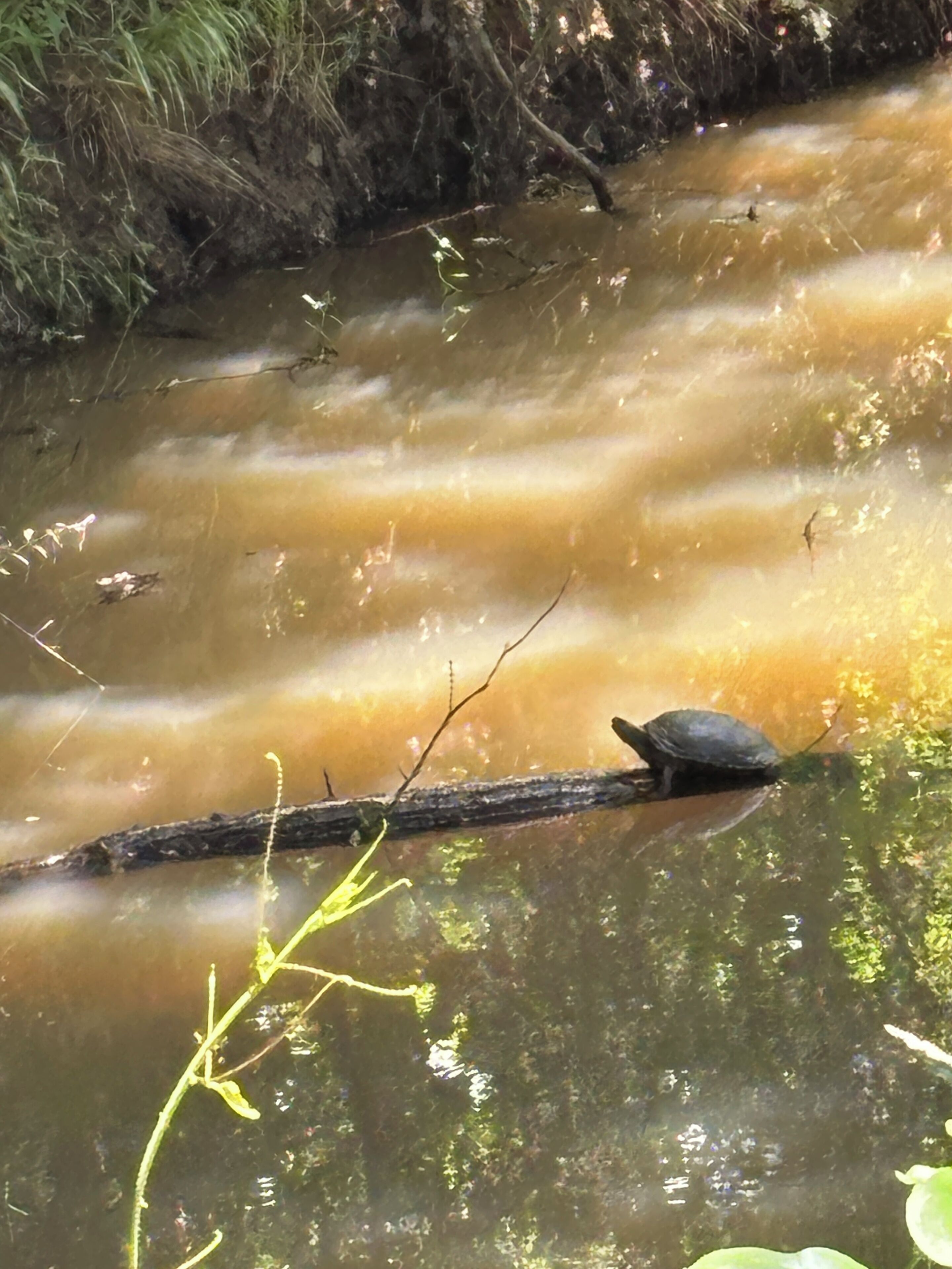 A river with a turtle on a log.