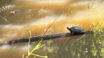 A river with a turtle on a log.