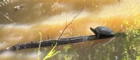A river with a turtle on a log.