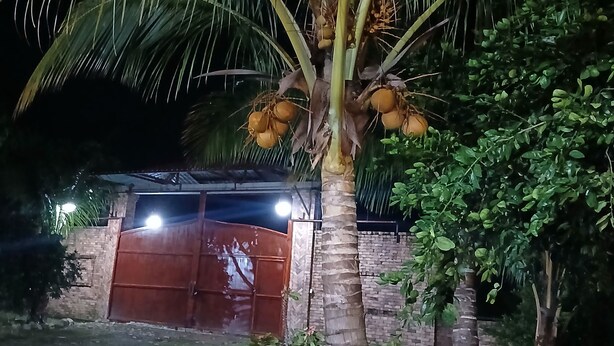 A palm tree with coconuts, a brick wall, and a red gate.