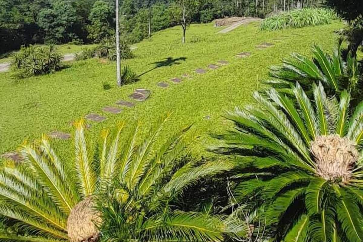 A lush green landscape with palm trees and a clear blue sky.