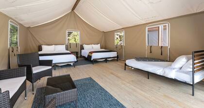 Glamp 16- Purple Coneflower