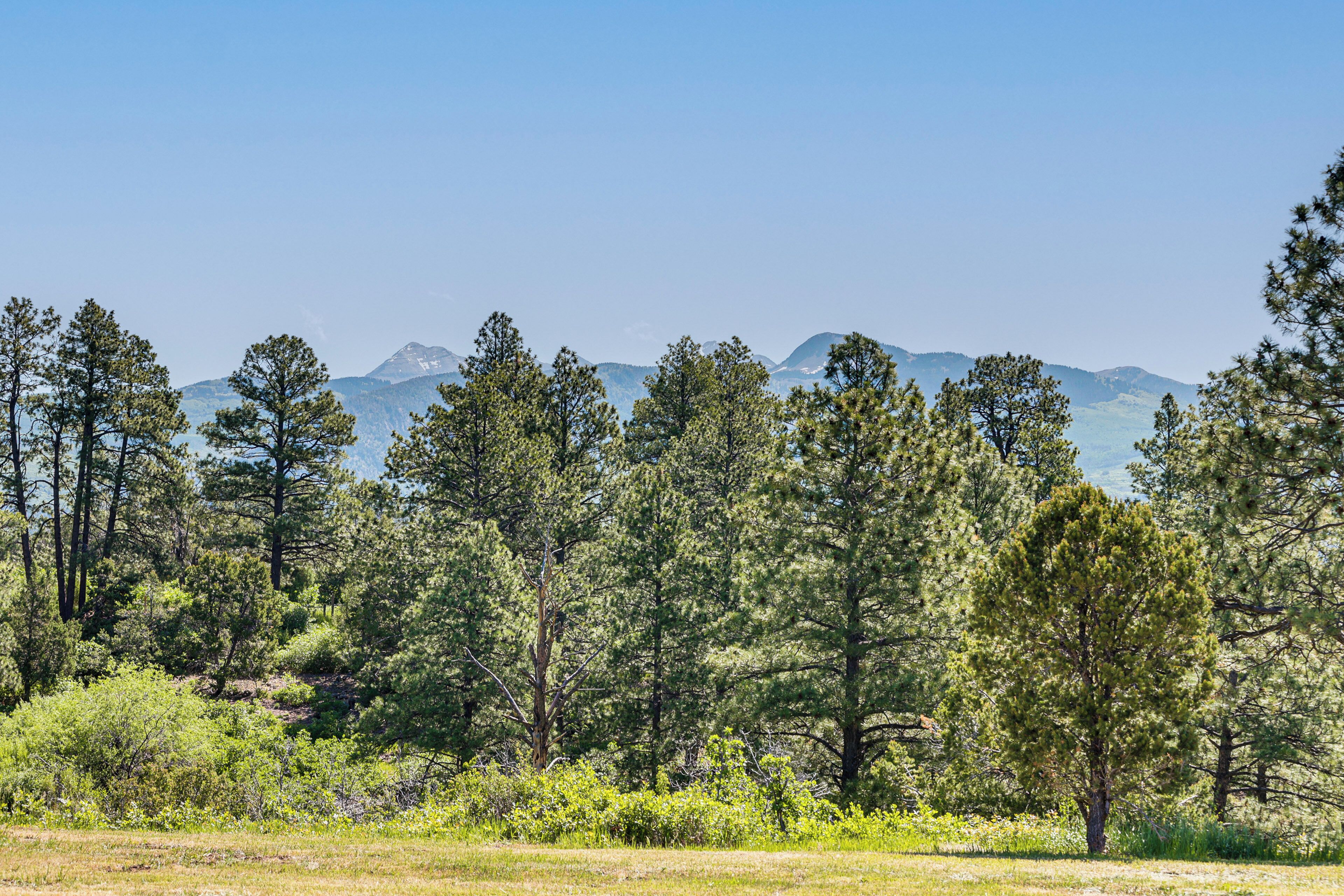 A forested landscape with tall pine trees and distant mountains under a clear sky.
